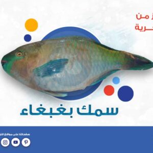img 20260206 wa0074