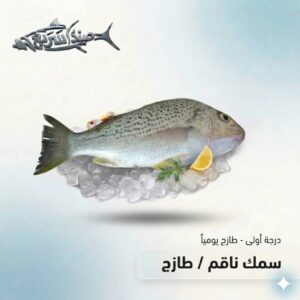 سمك ناقم كامل
